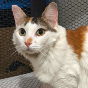 1 mês de ração para Copy